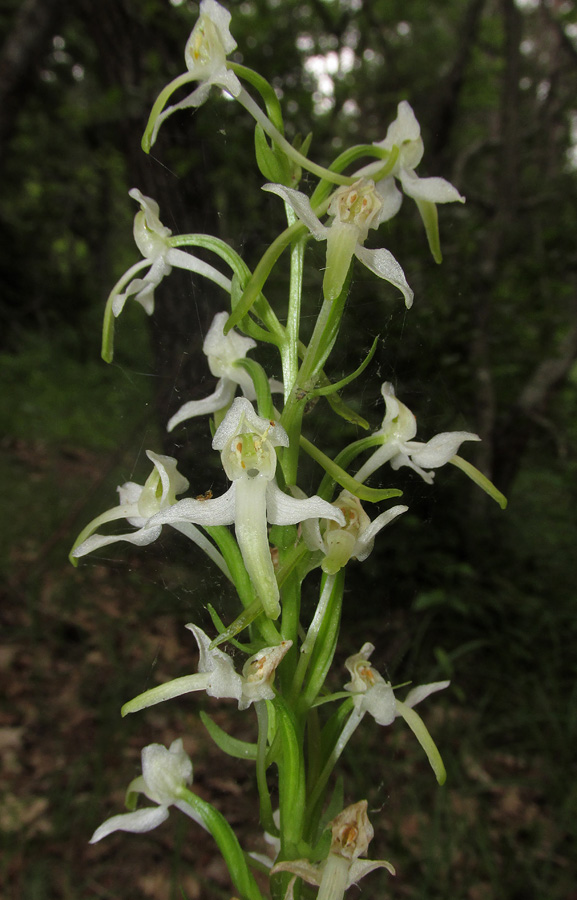 Изображение особи Platanthera &times; hybrida.