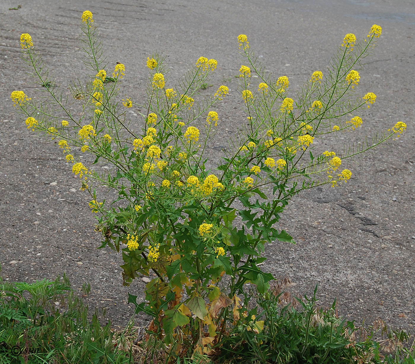 Image of Sisymbrium loeselii specimen.