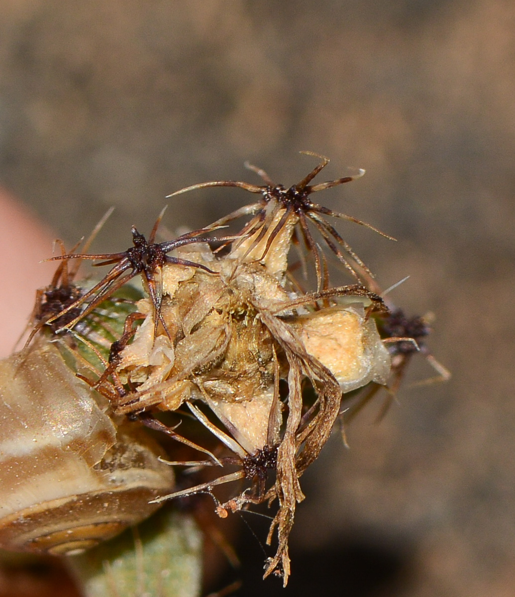 Image of genus Trichodiadema specimen.