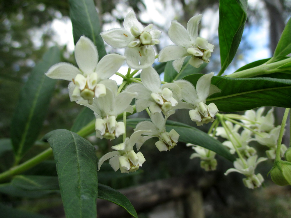 Изображение особи Gomphocarpus physocarpus.