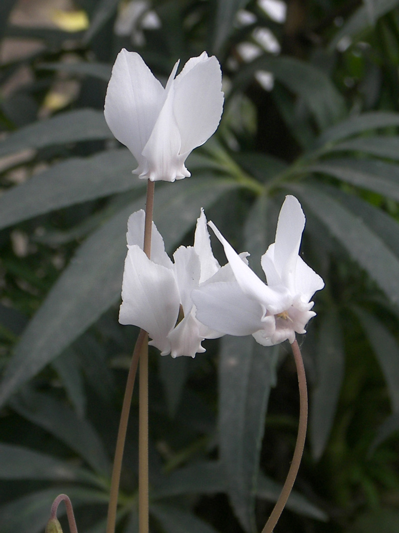 Image of Cyclamen hederifolium specimen.