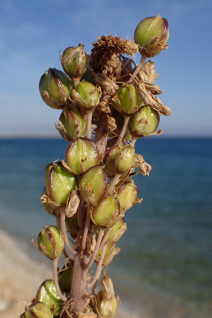 Image of Drimia numidica specimen.