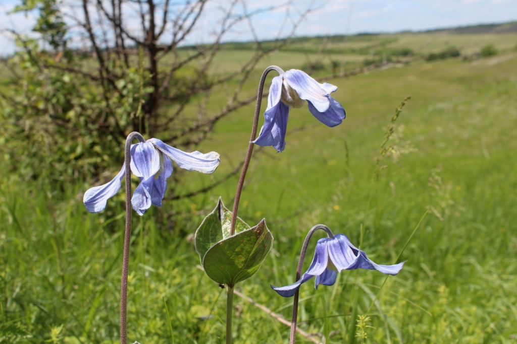 Изображение особи Clematis integrifolia.