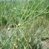 Asparagus officinalis. Побеги с бутонами. Краснодарский край, Кущёвский р-н, станица Шкуринская, сухой склон. 14.05.2010.