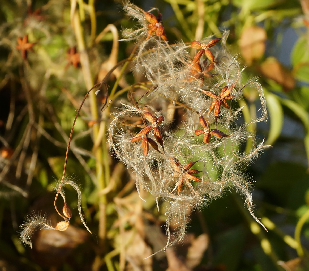 Image of Clematis mandshurica specimen.