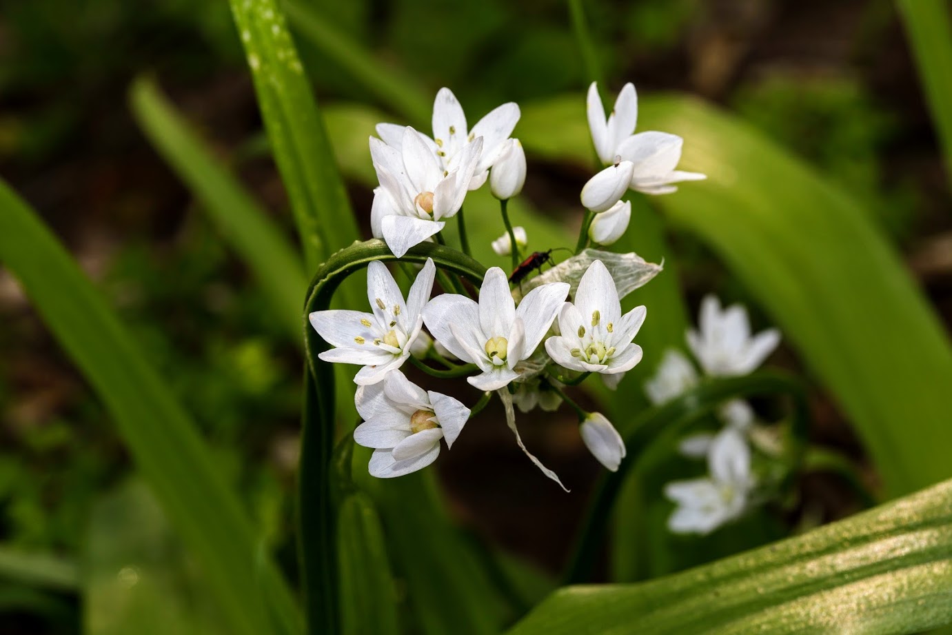 Image of Allium neapolitanum specimen.