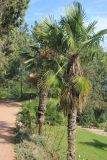 Trachycarpus takil. Взрослые плодоносящие растения. Крым, Никитский ботанический сад, \"парк Приключений\", в культуре. 22 августа 2015 г.