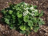 Pachyphragma macrophyllum. Цветущее растение. Москва, Воробьёвы горы, Ботанический сад МГУ, в культуре. 21.04.2018.