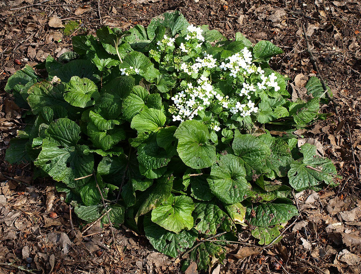 Изображение особи Pachyphragma macrophyllum.