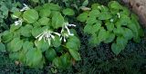 Hosta plantaginea