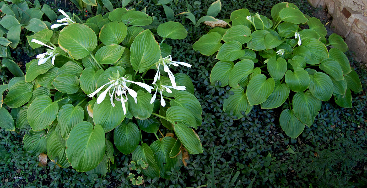 Image of Hosta plantaginea specimen.