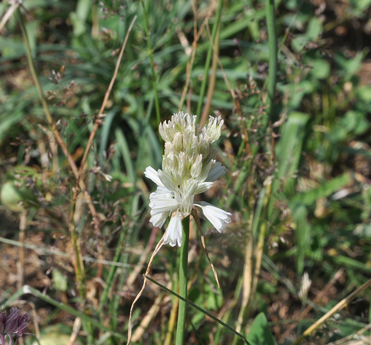 Image of Allium kunthianum specimen.