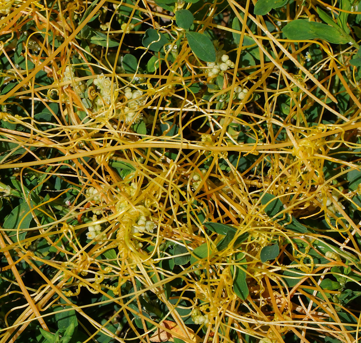 Image of Cuscuta campestris specimen.