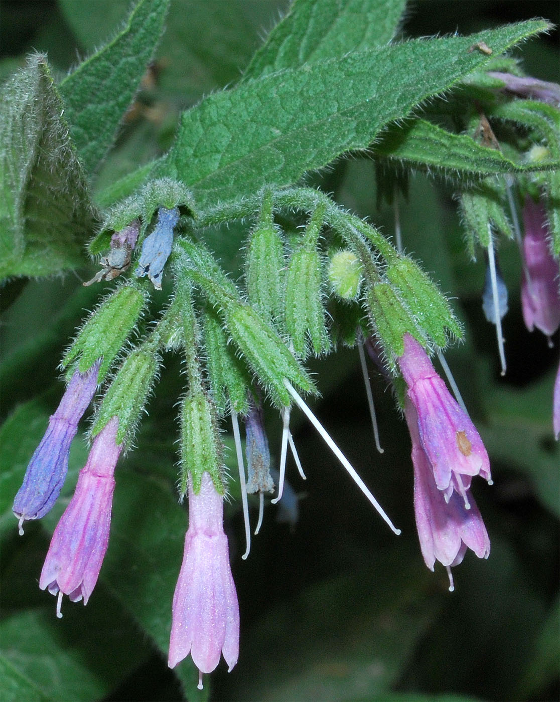 Image of genus Symphytum specimen.