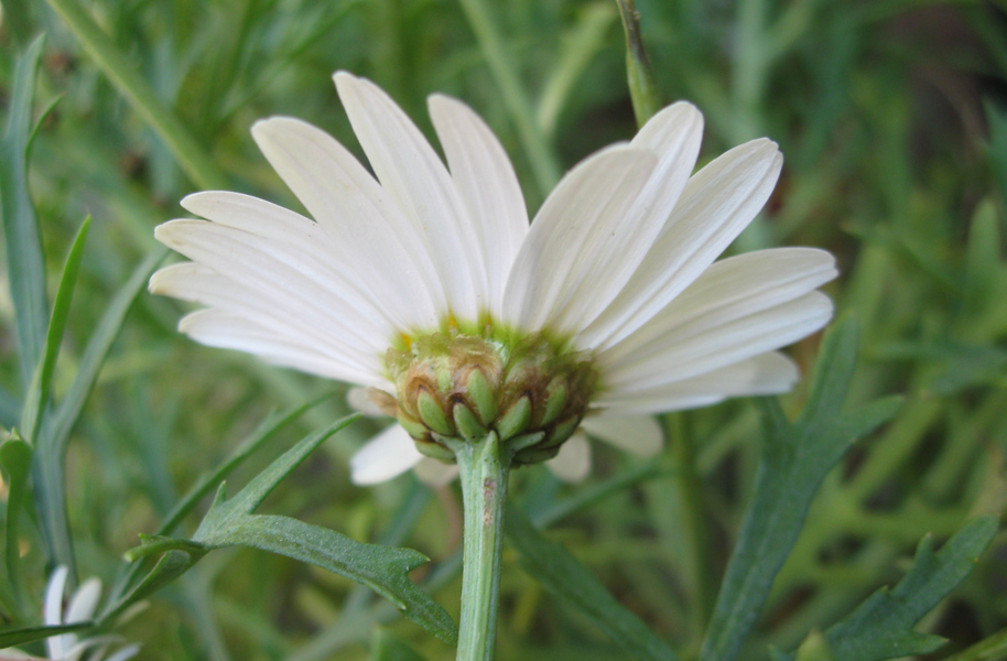 Изображение особи Argyranthemum frutescens.