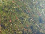 Myriophyllum sibiricum