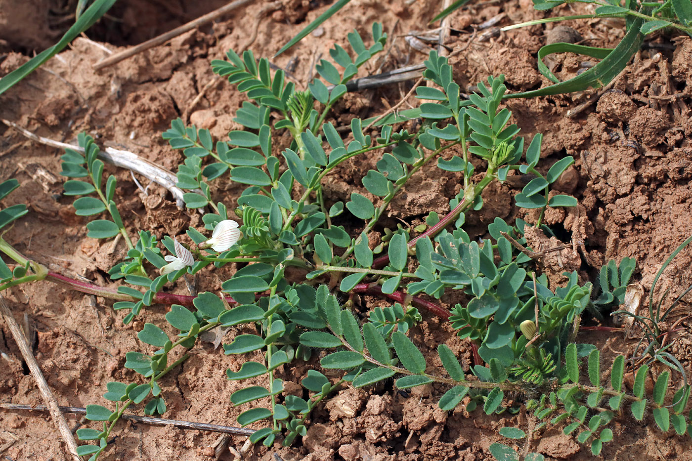 Image of Astragalus guttatus specimen.