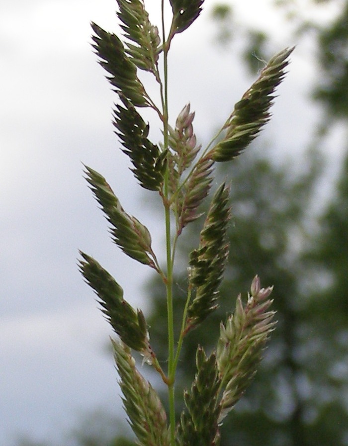 Image of Calamagrostis epigeios specimen.