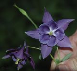 Aquilegia coerulea