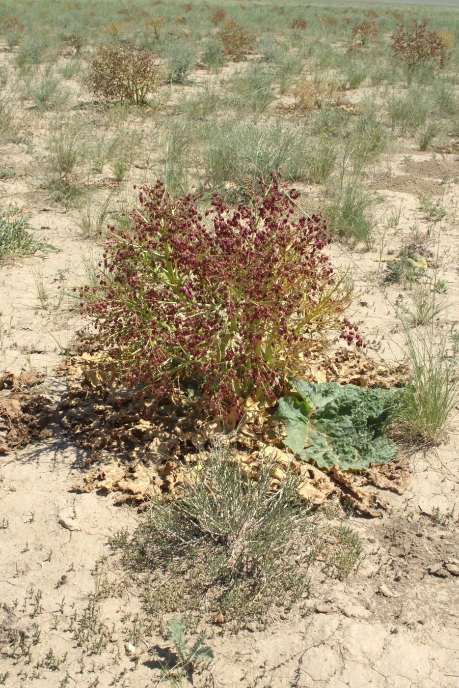 Image of Rheum tataricum specimen.