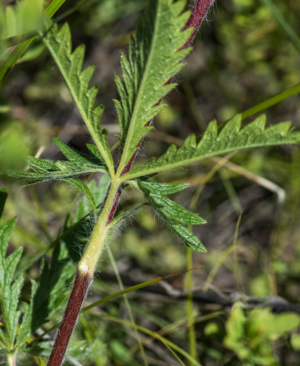 Image of Potentilla pedata specimen.