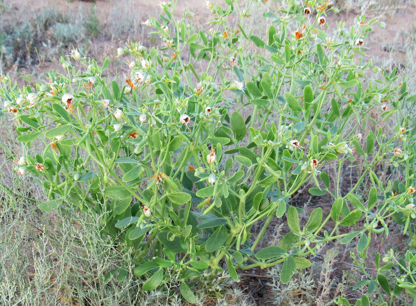 Image of Zygophyllum fabago specimen.