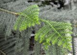 Araucaria heterophylla