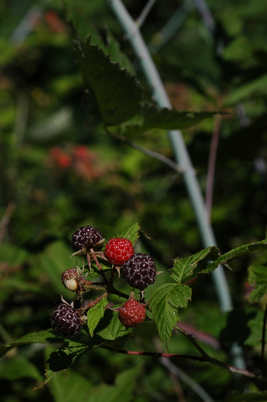 Image of Rubus occidentalis specimen.