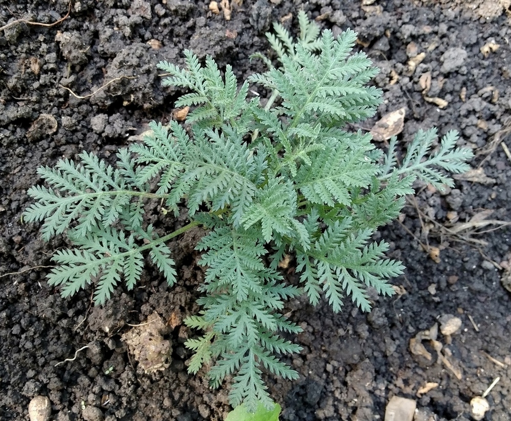 Image of Anthemis tinctoria specimen.