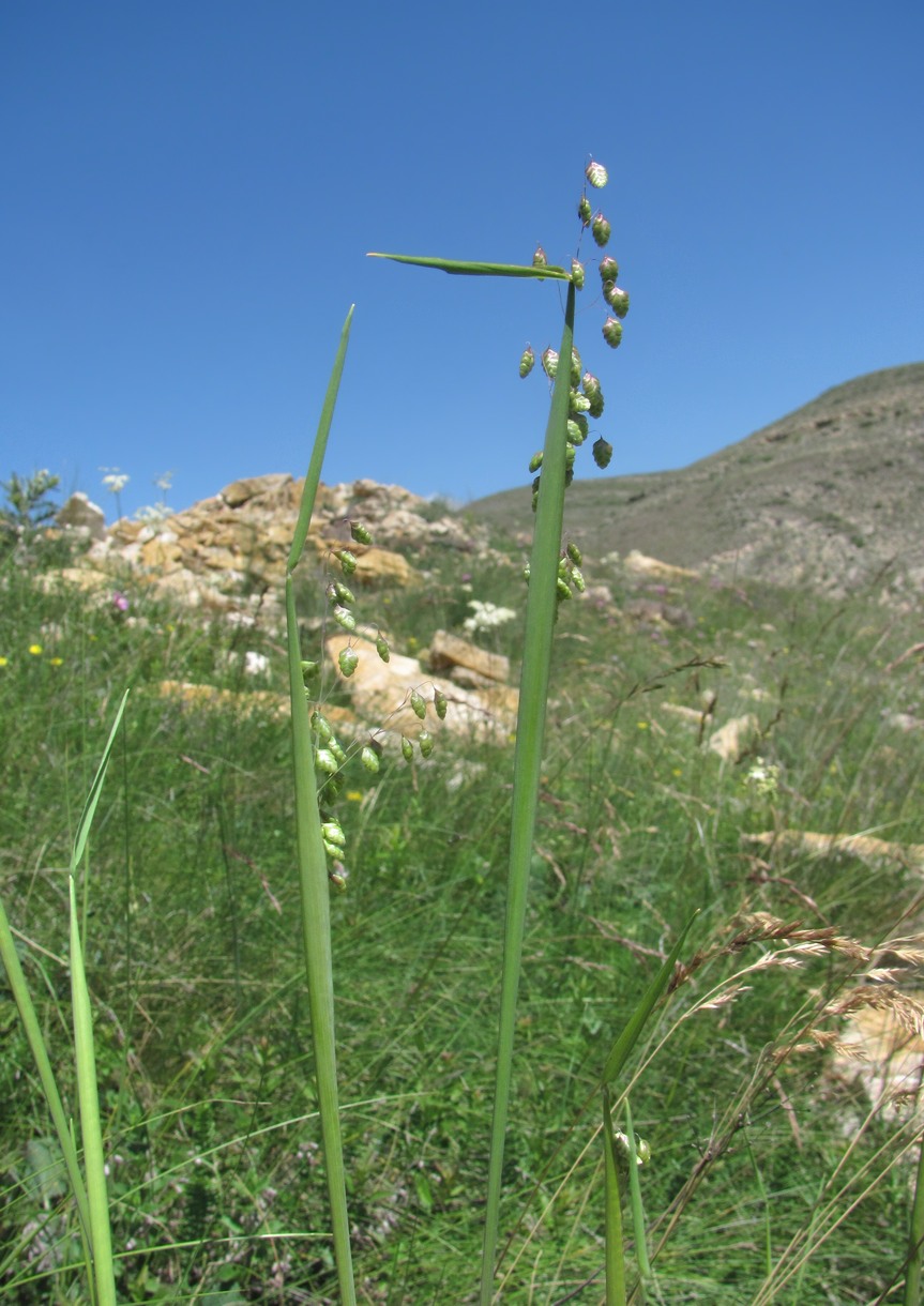 Image of Briza elatior specimen.