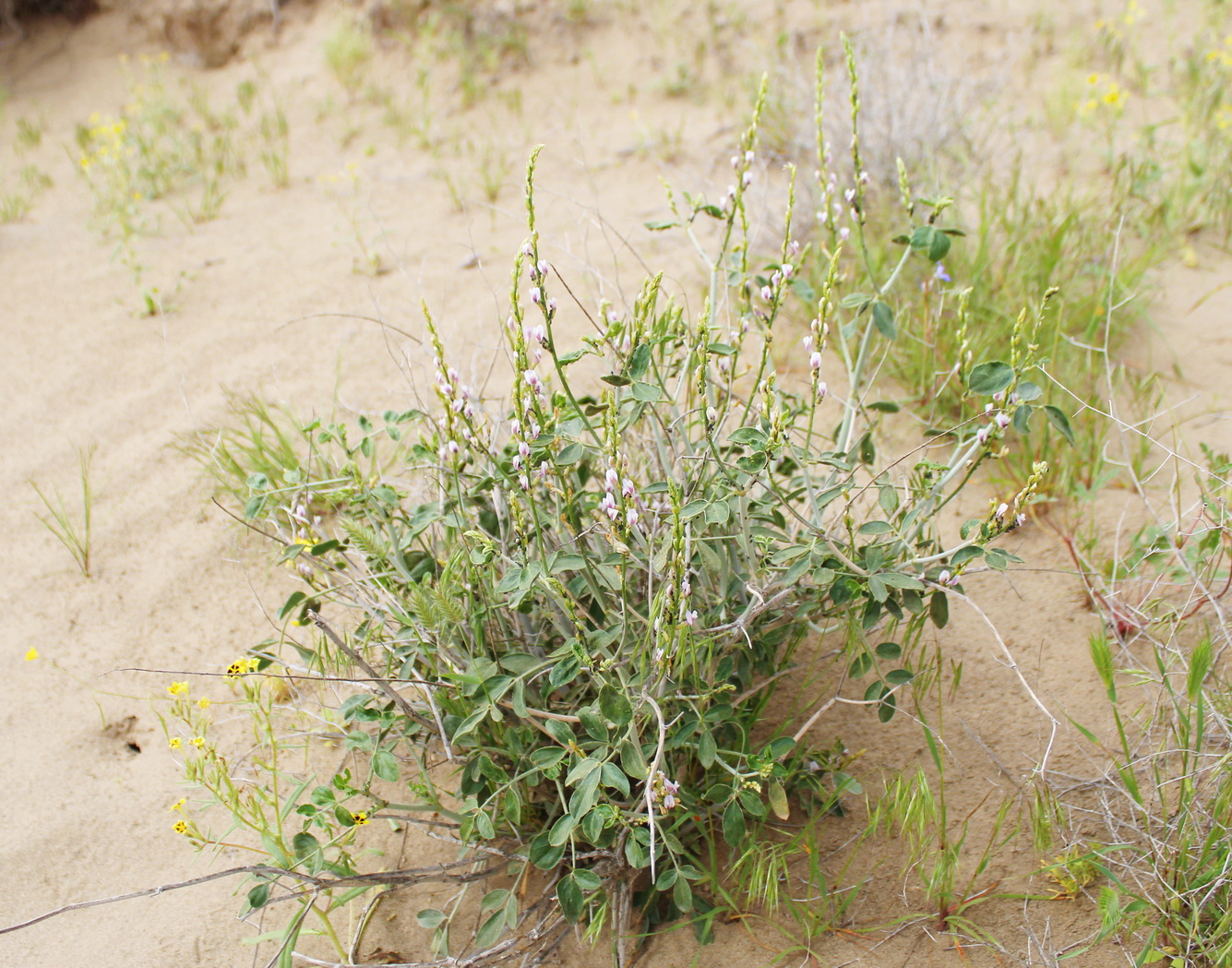 Изображение особи Astragalus longipetiolatus.