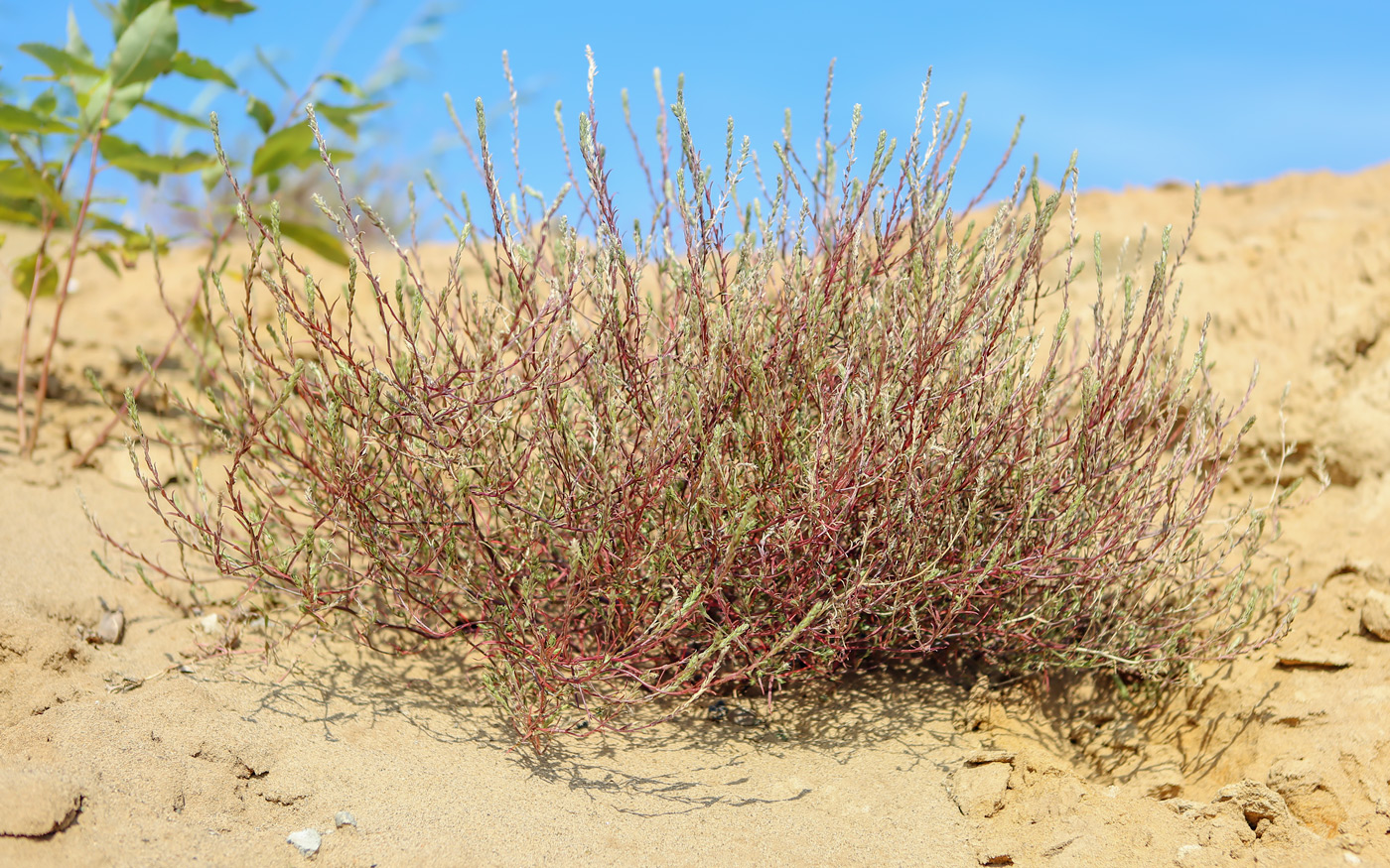 Изображение особи Corispermum declinatum.