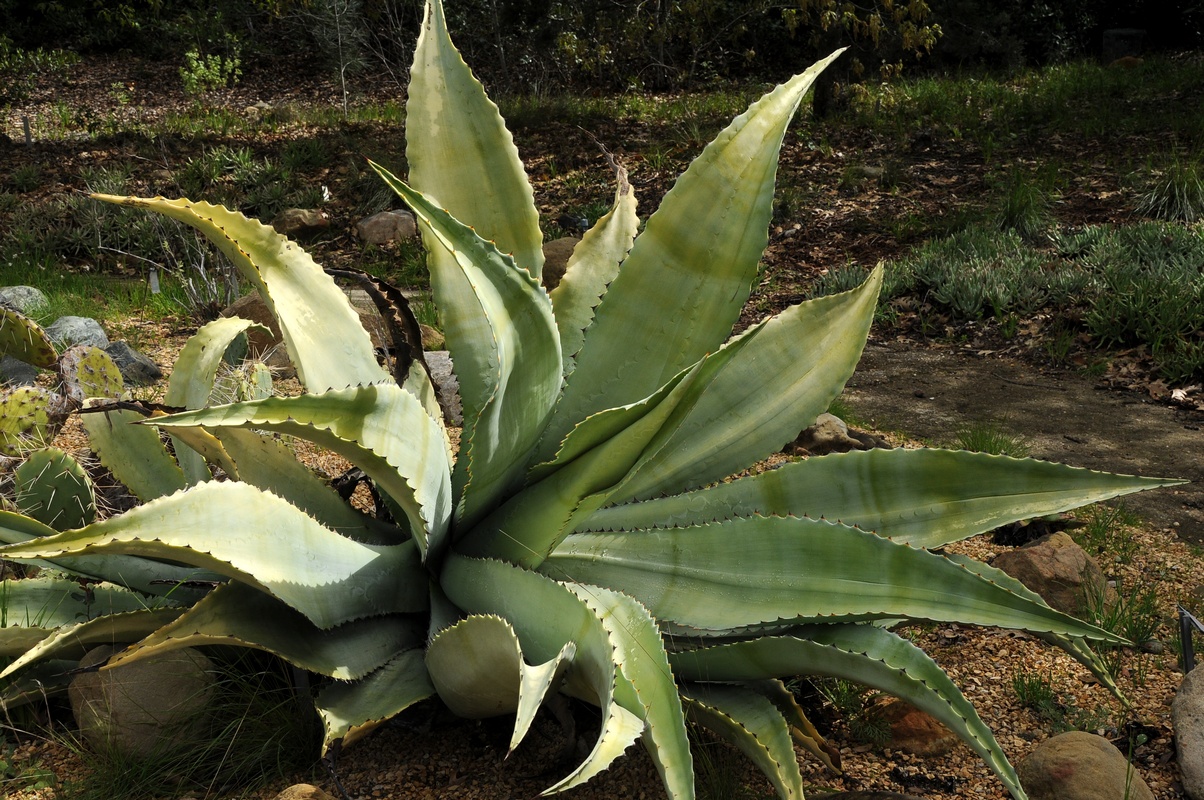 Image of Agave sobria specimen.