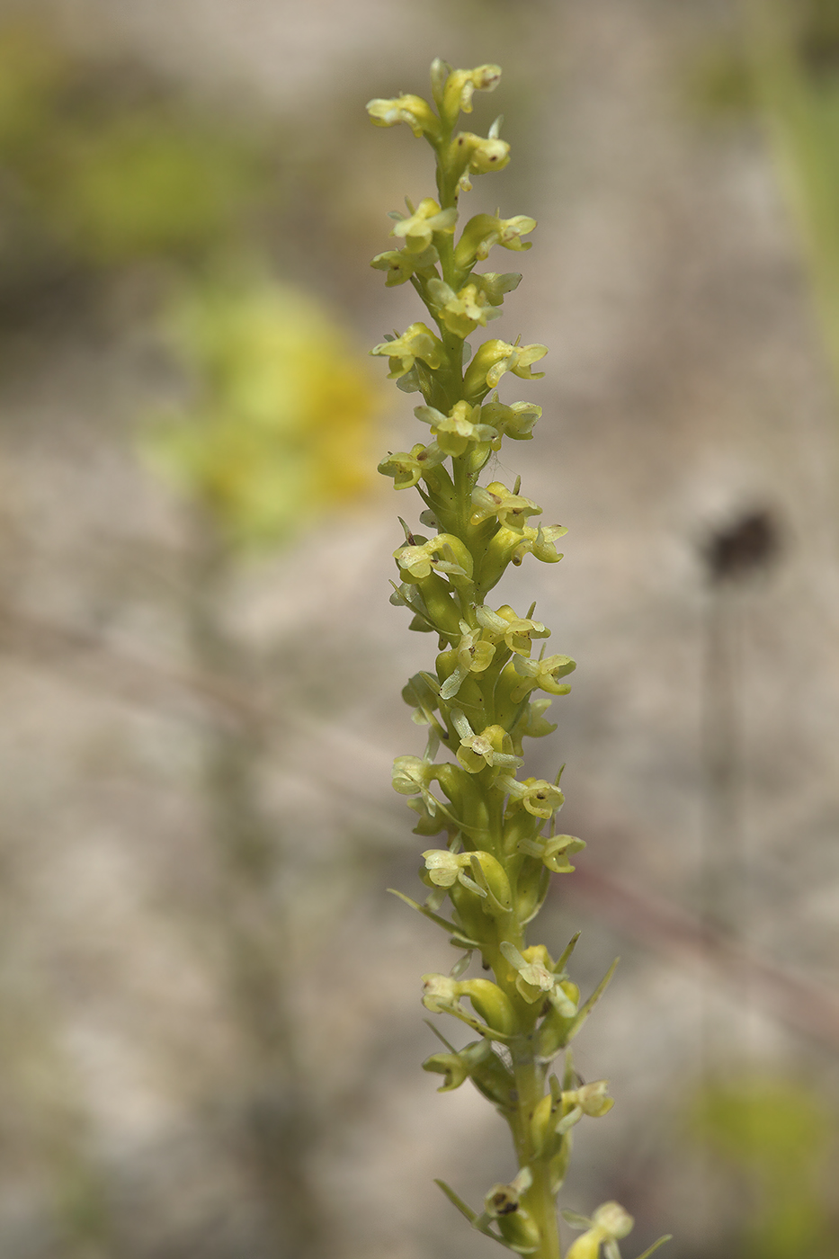 Image of Platanthera ditmariana specimen.