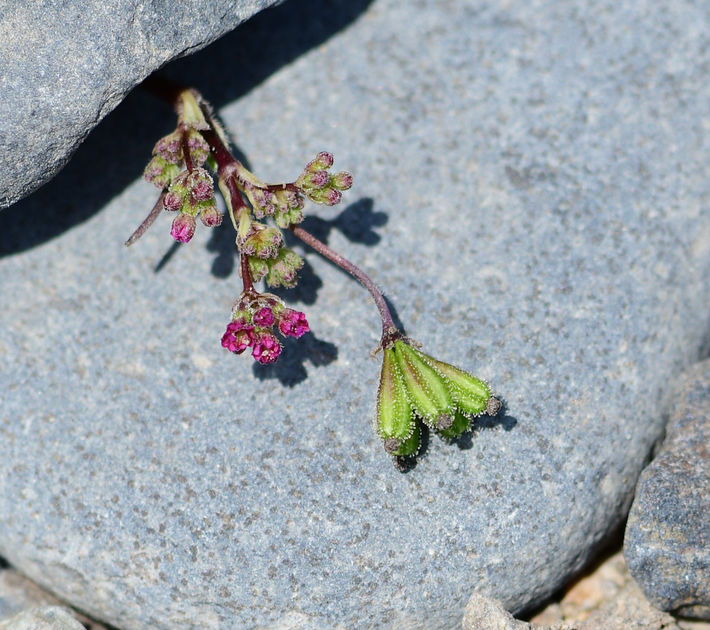 Image of Boerhavia coccinea specimen.