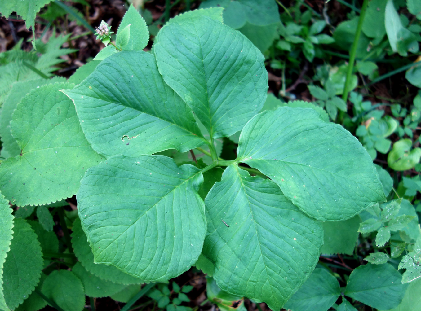 Изображение особи Arisaema robustum.