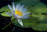 Nymphaea nouchali var. caerulea