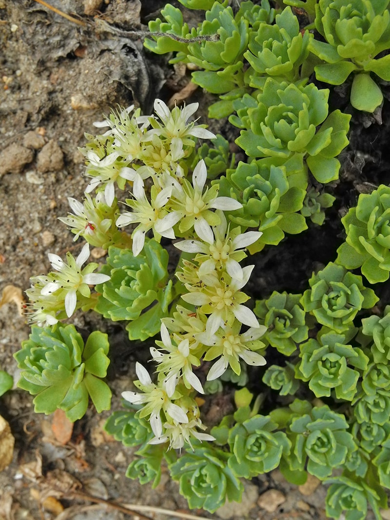 Изображение особи Rhodiola pachyclados.