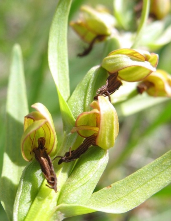 Image of Dactylorhiza viridis specimen.