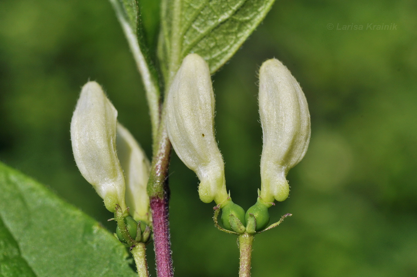 Изображение особи Lonicera ruprechtiana.