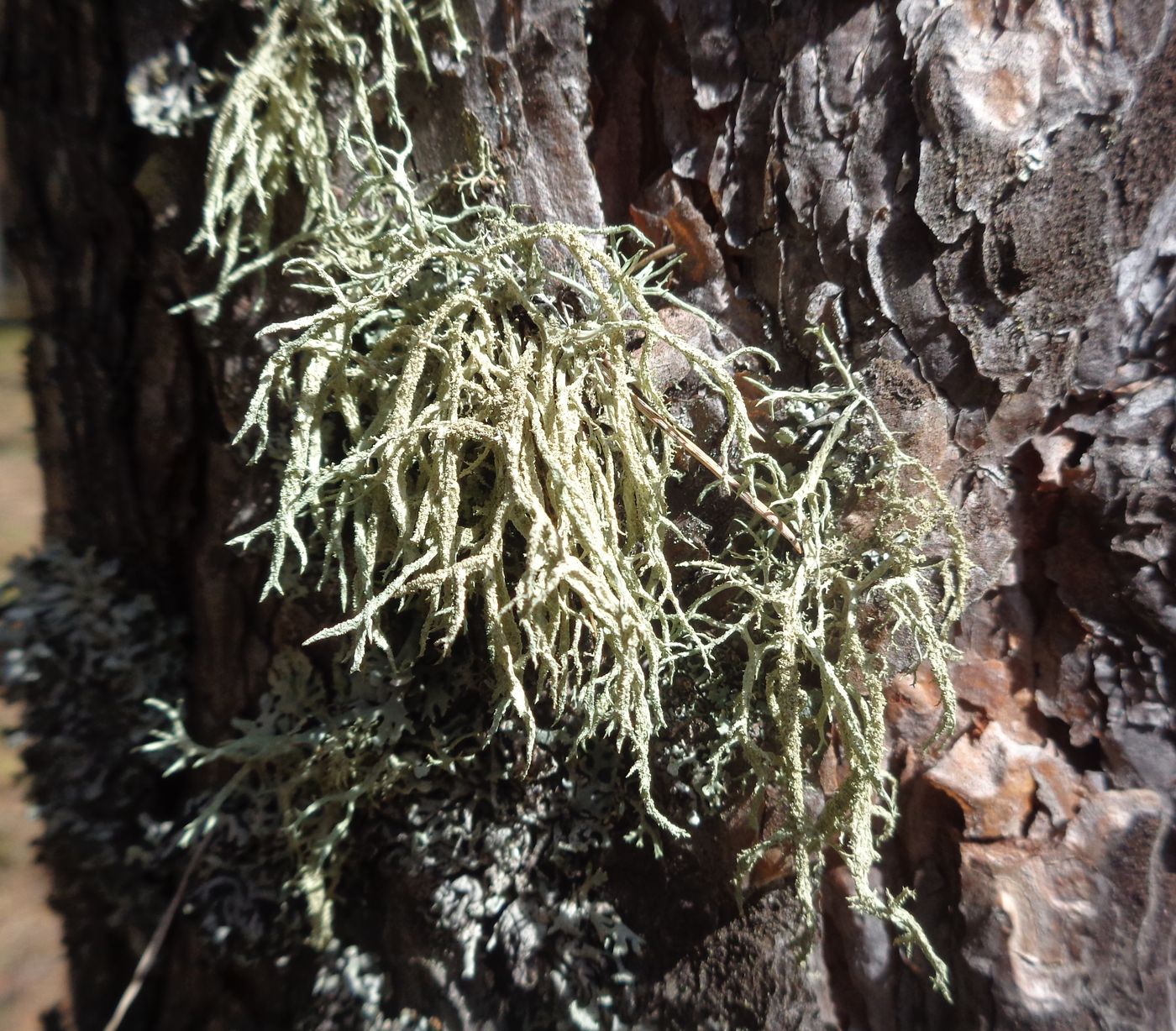 Изображение особи Evernia mesomorpha.