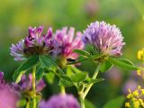 Trifolium medium