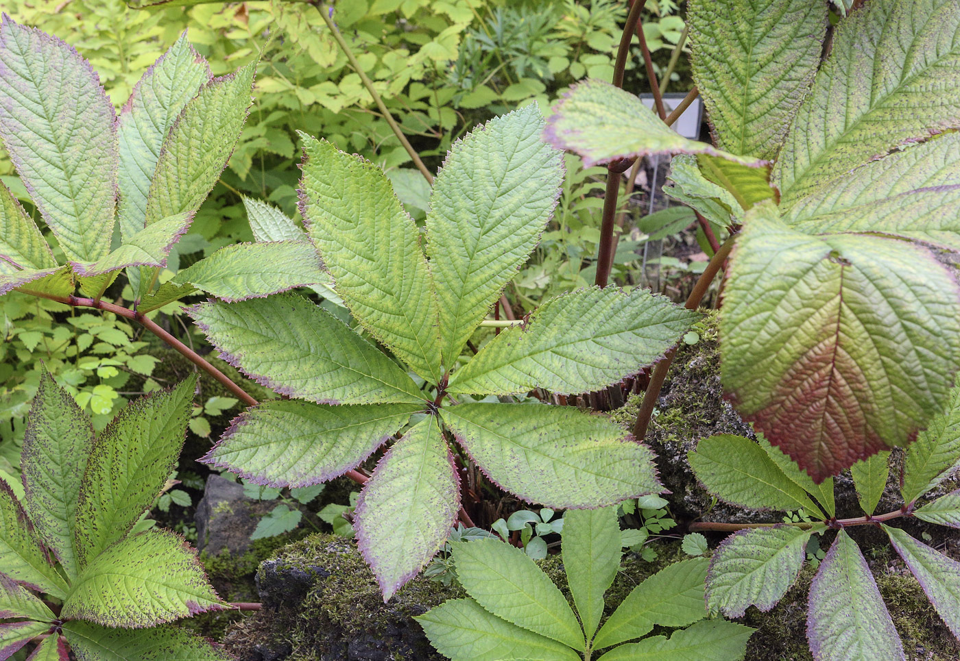 Изображение особи Rodgersia aesculifolia.