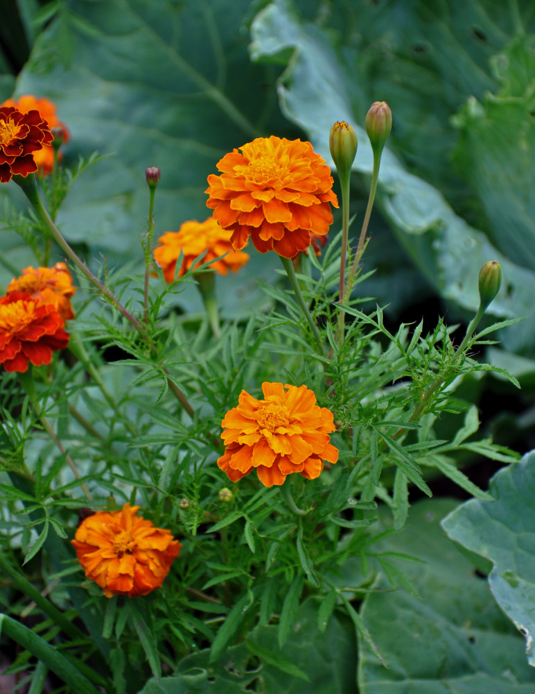 Изображение особи Tagetes patula.