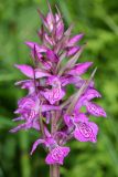 Dactylorhiza traunsteineri. Соцветие. Ивановская обл., Фурмановский р-н, Хромцовское сельское поселение, окр. дер. Каликино, Уткинское болото, ключевое зеленомошное болото. 21 июня 2020 г.