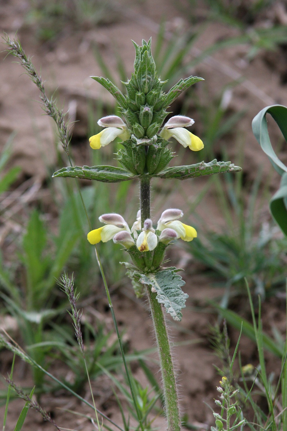 Изображение особи Phlomoides labiosa.