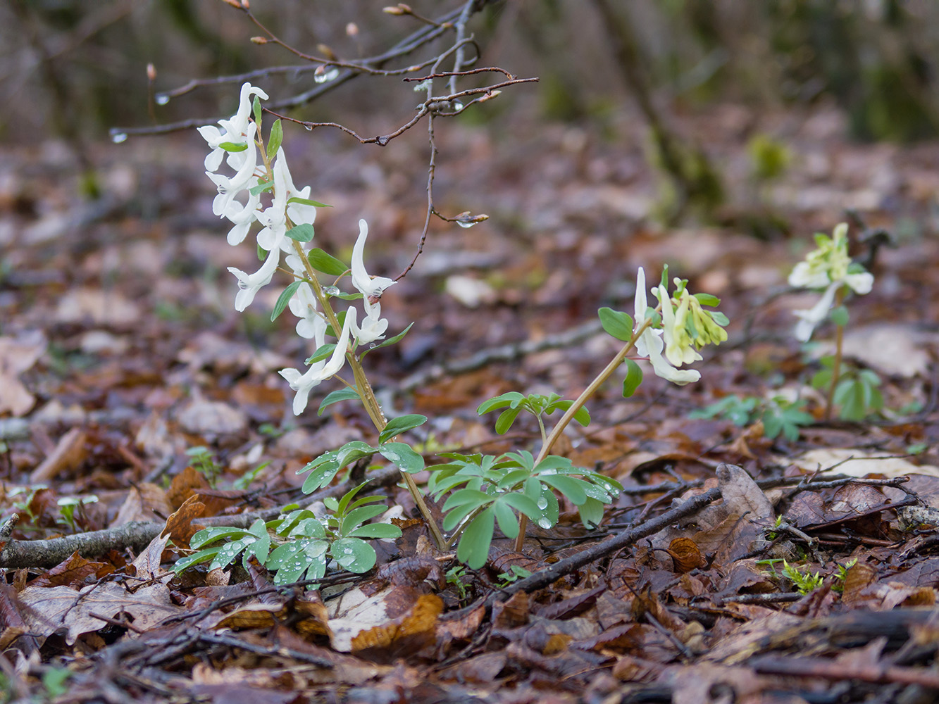 Image of Corydalis caucasica specimen.