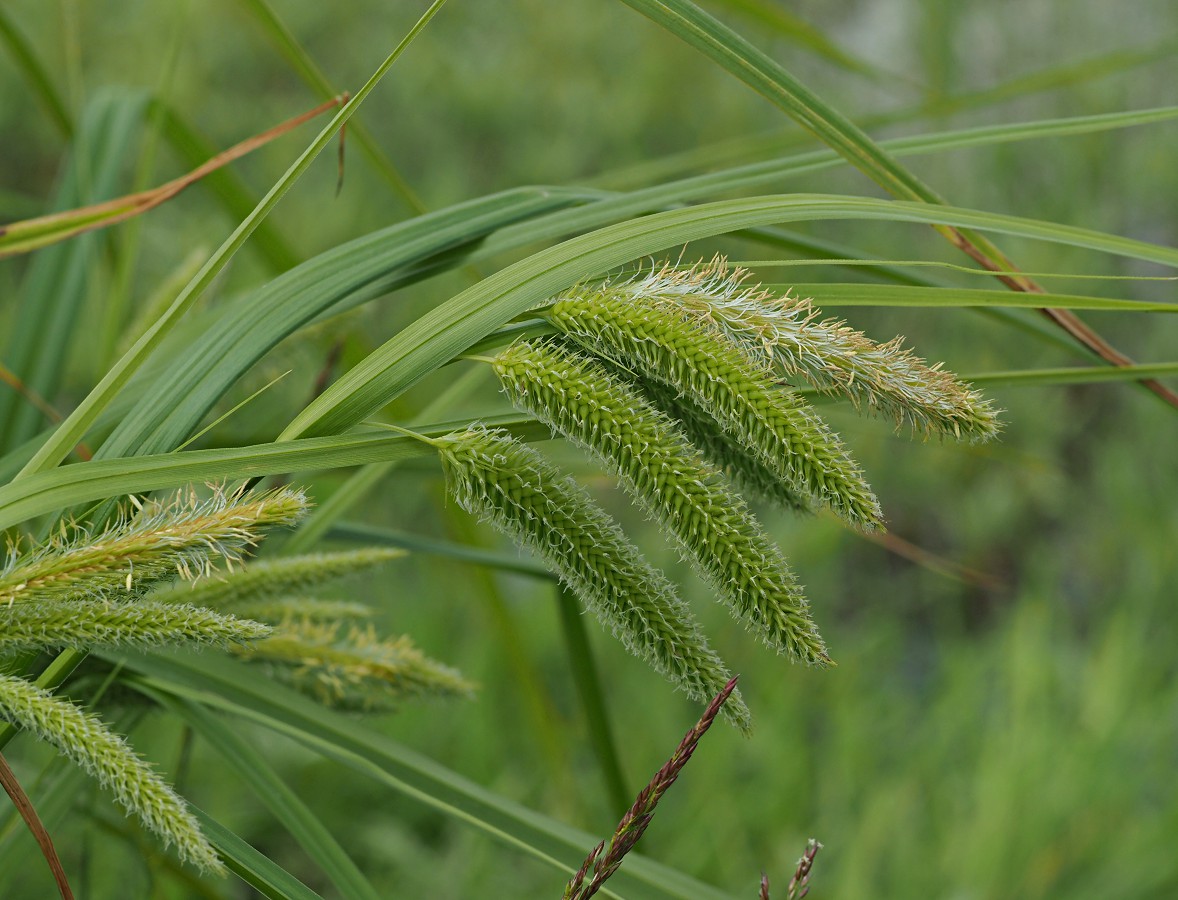 Image of Carex pseudocyperus specimen.