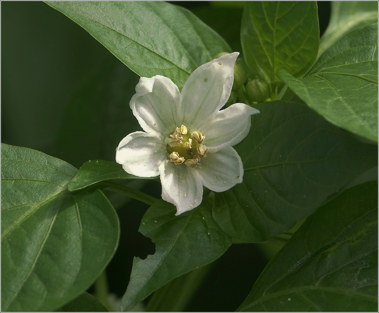 Изображение особи Capsicum annuum.