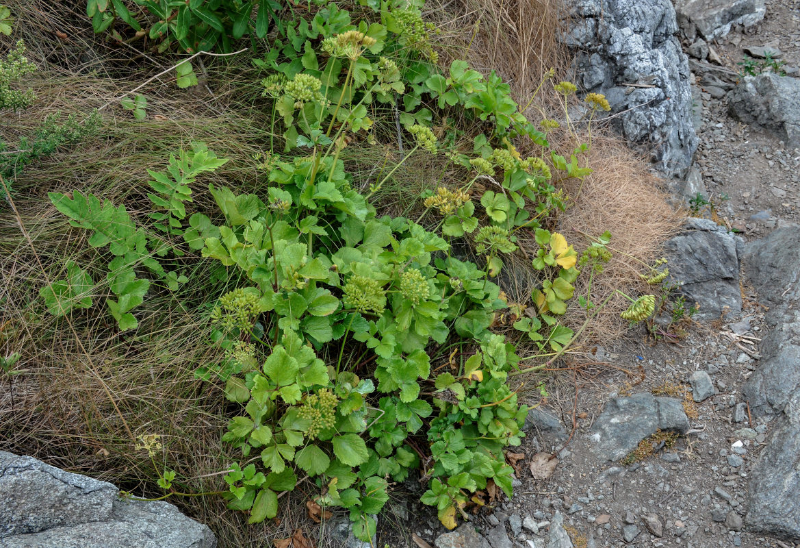 Image of Ligusticum scoticum specimen.